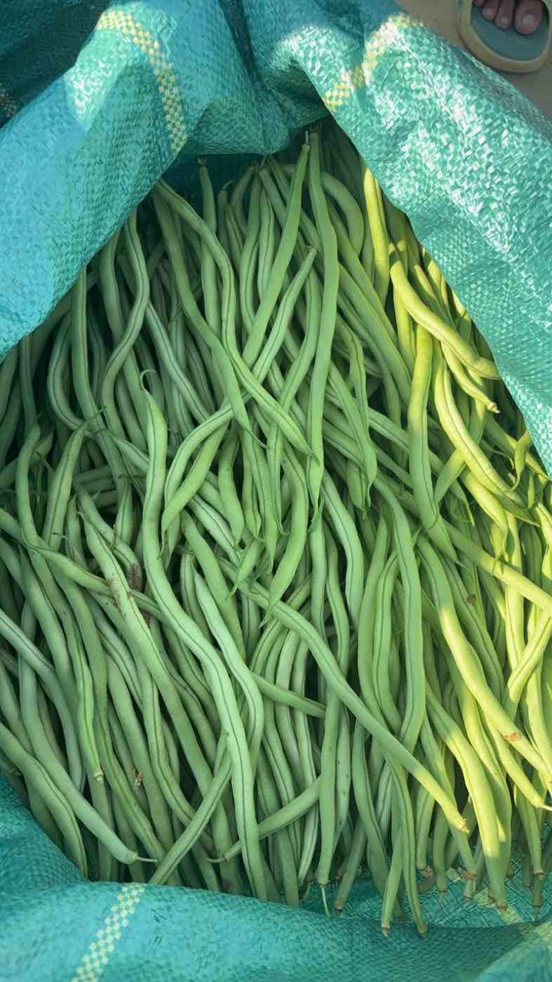 四季豆无筋豆精品泡沫箱手提袋