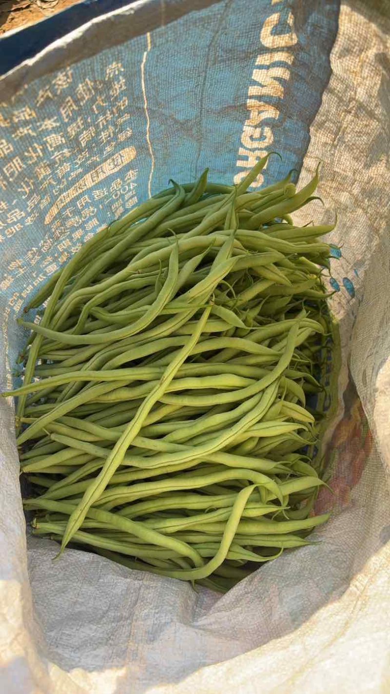 四季豆无筋豆精品泡沫箱手提袋