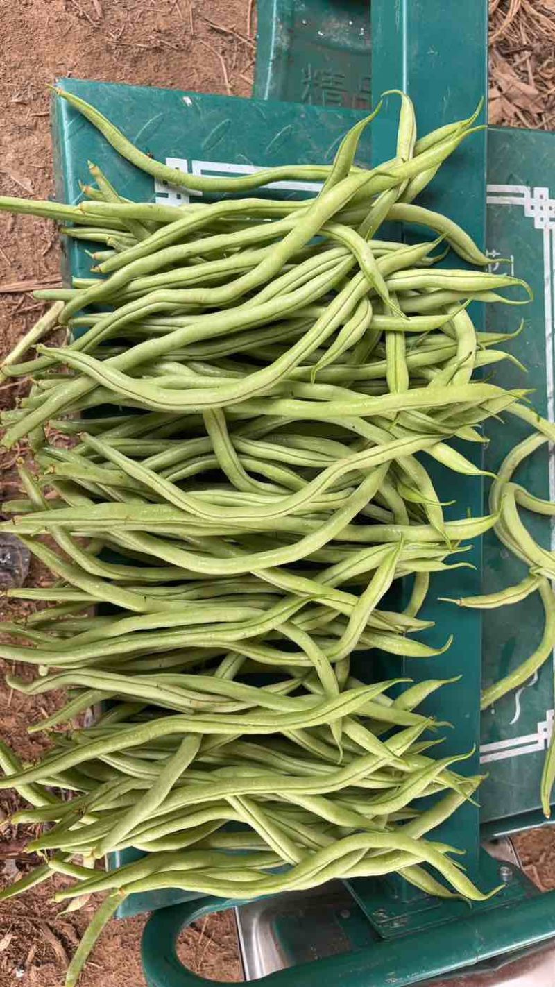 四季豆无筋豆精品泡沫箱手提袋