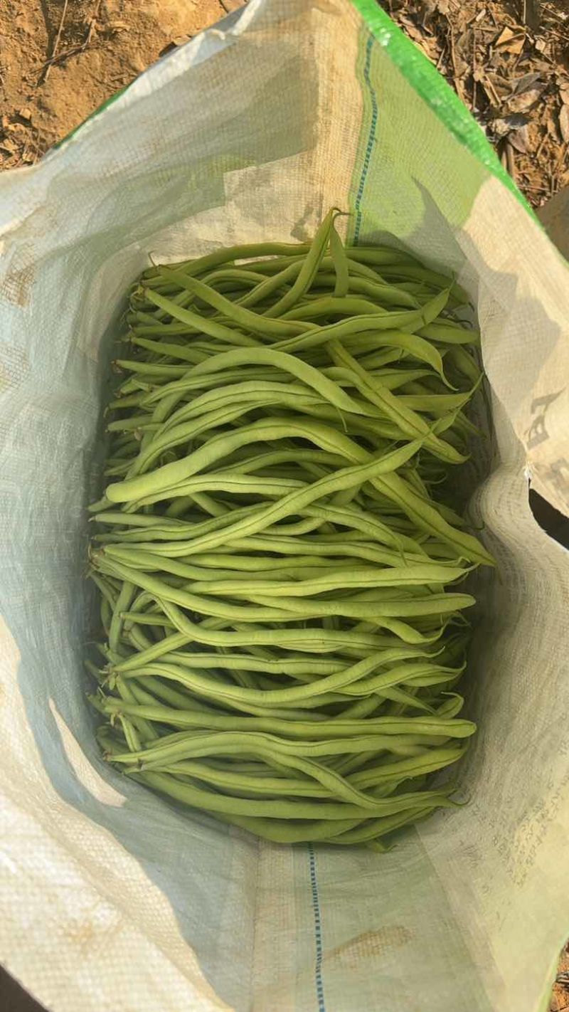 四季豆无筋豆精品泡沫箱手提袋
