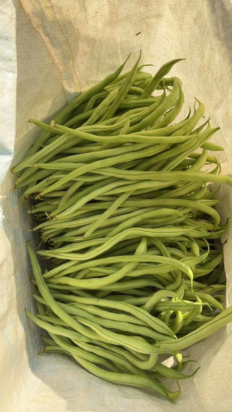 四季豆无筋豆精品泡沫箱手提袋