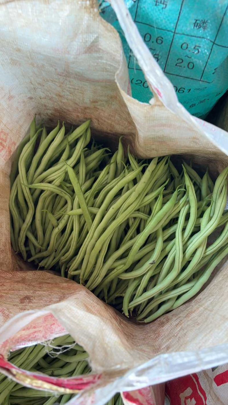 四季豆无筋豆精品泡沫箱手提袋