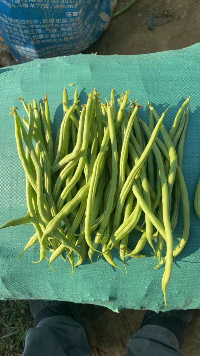 四季豆无筋豆精品泡沫箱手提袋