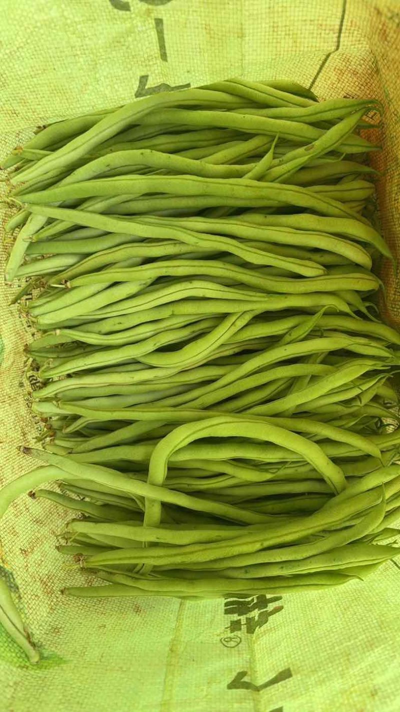 四季豆无筋豆精品泡沫箱手提袋
