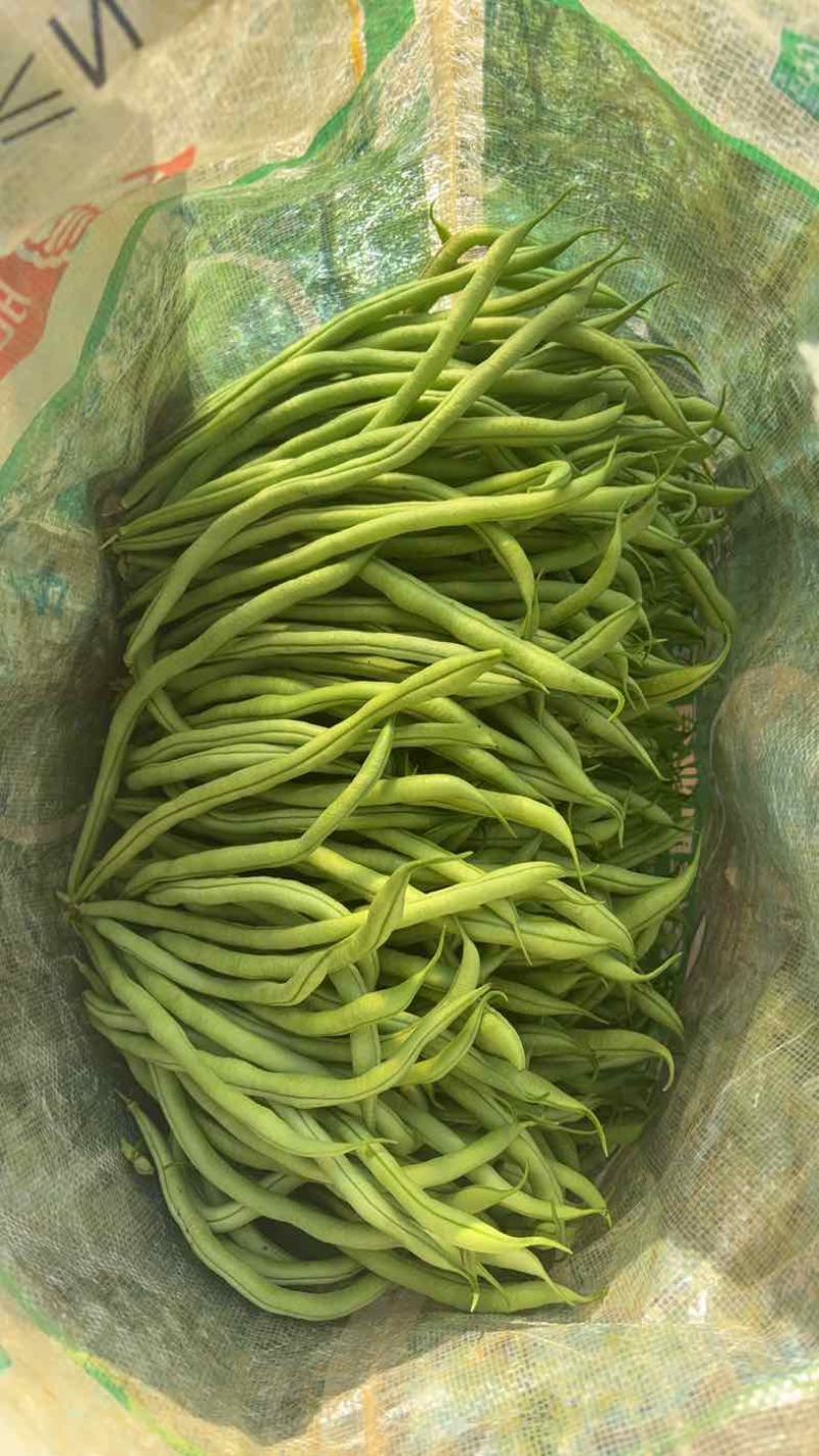 四季豆无筋豆精品泡沫箱手提袋