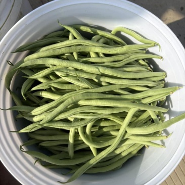 四季豆无筋豆精品泡沫箱手提袋
