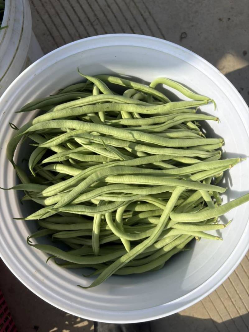 四季豆无筋豆精品泡沫箱手提袋