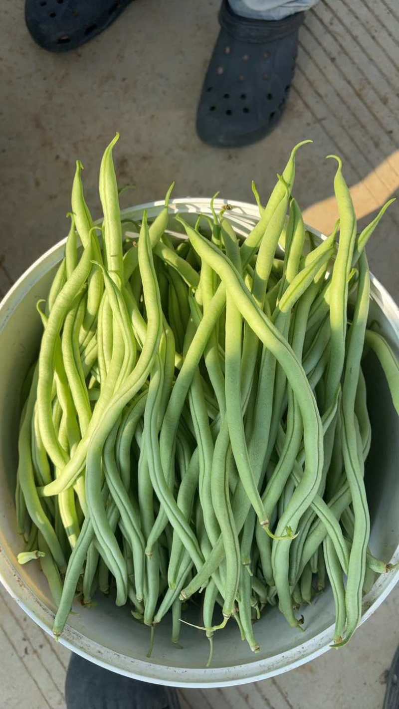 四季豆无筋豆精品泡沫箱手提袋
