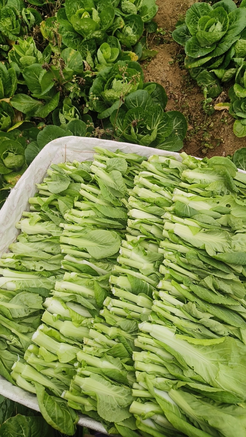 贵州修文白菜苔