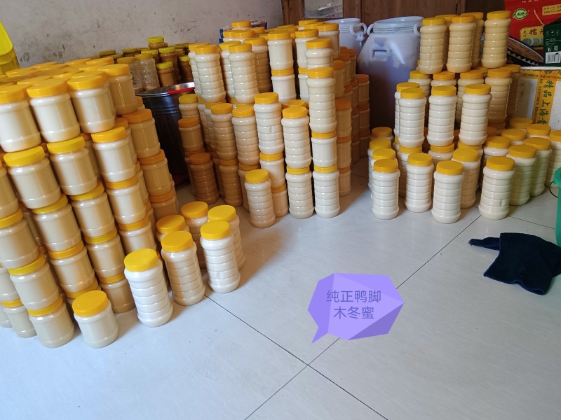 纯正鸭脚木冬蜜