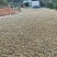 野生山茶油