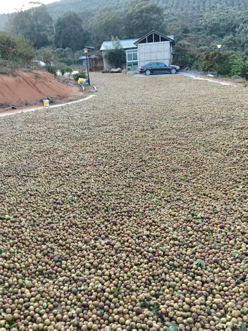野生山茶油