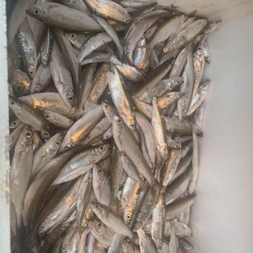 万绿湖鱼白条，蓝刀
