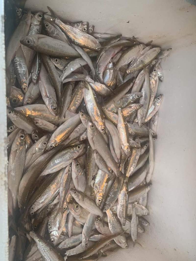 万绿湖鱼白条，蓝刀