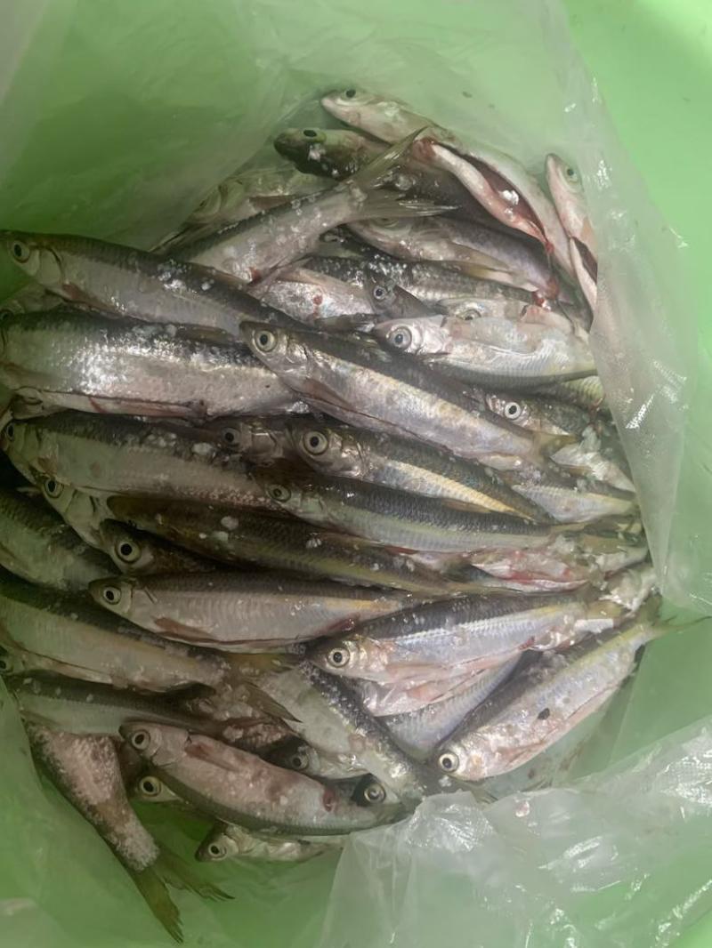 万绿湖鱼白条，蓝刀