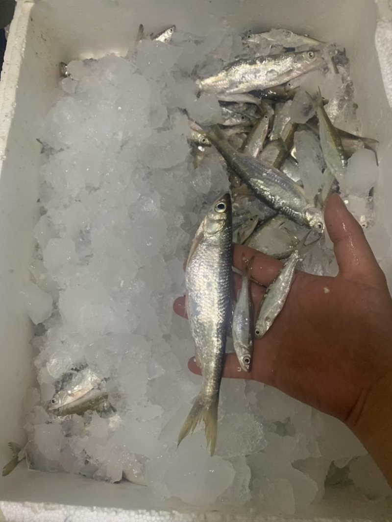 万绿湖鱼白条，蓝刀
