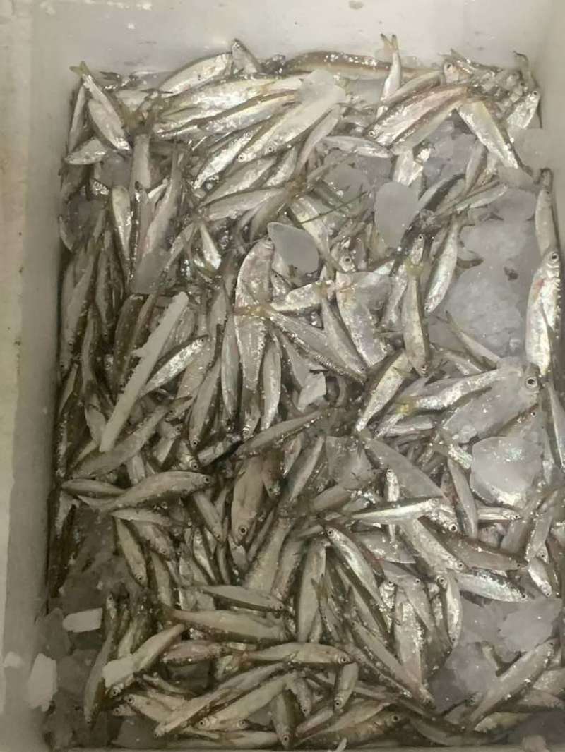 万绿湖鱼白条，蓝刀