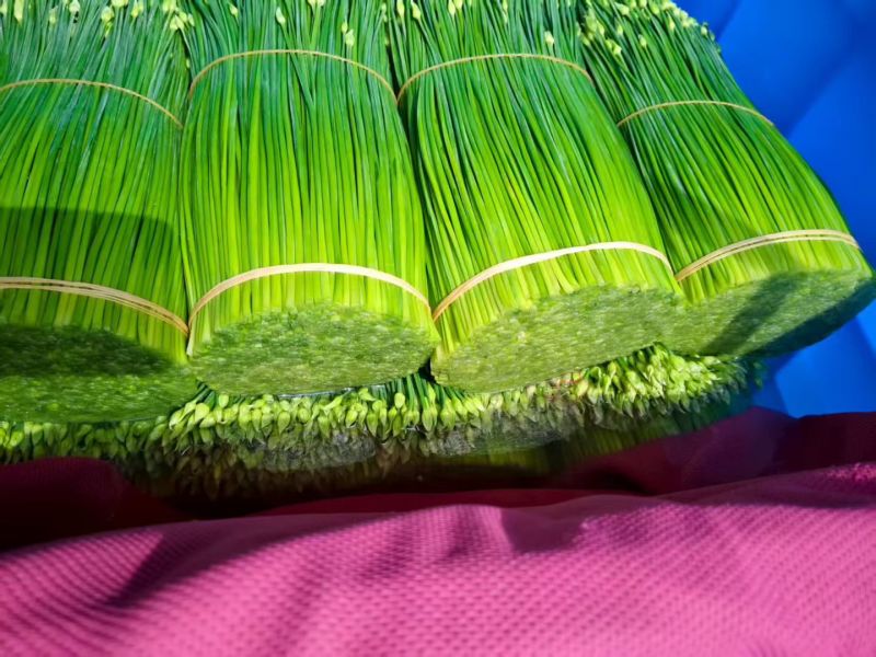韭菜花。韭苔