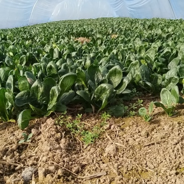 河南菠菜