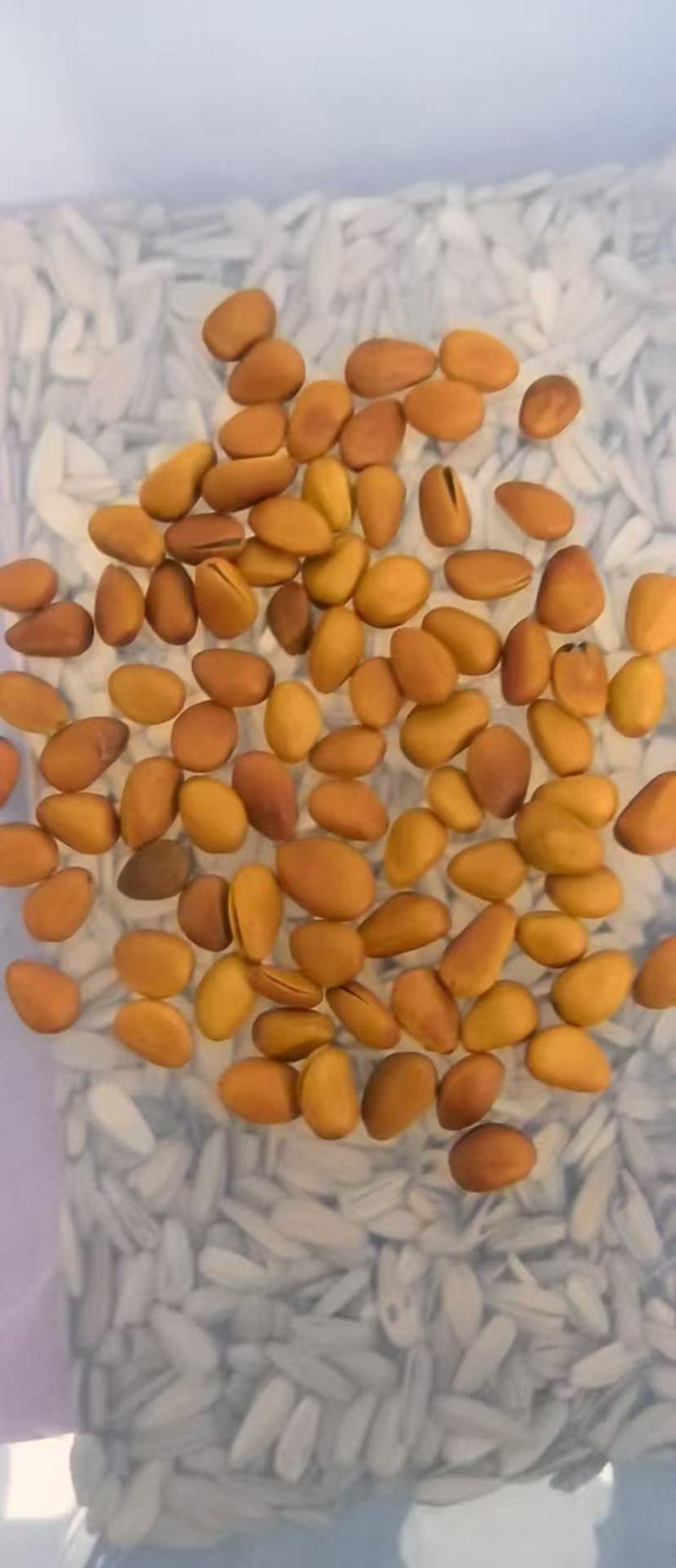你好，我们是专业坚果供应链，松子大量现货，接一件代发。