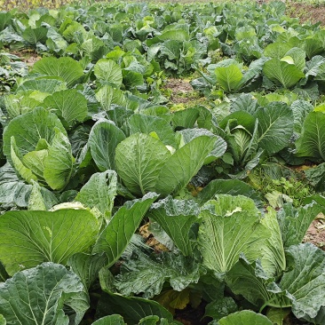 重庆本地大白菜（包菜）