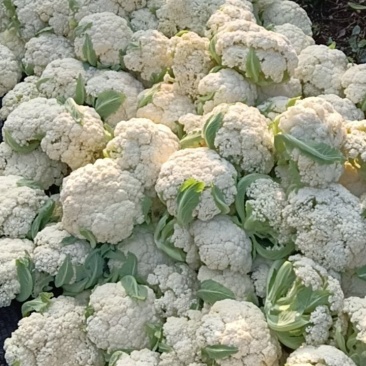 云南松花菜青杆新秀90