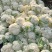云南松花菜青杆新秀90