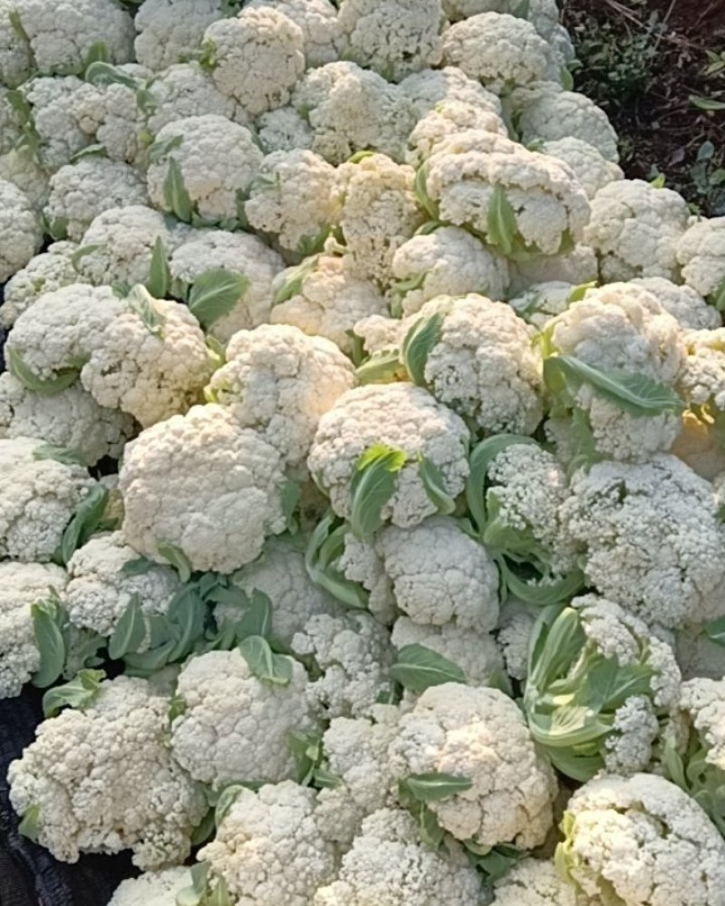 云南松花菜青杆新秀90