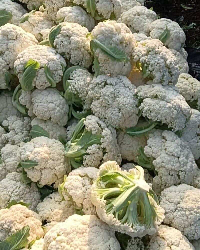 云南松花菜青杆新秀90