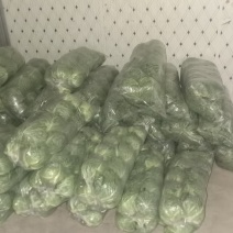 精品圆甘蓝