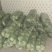 精品圆甘蓝