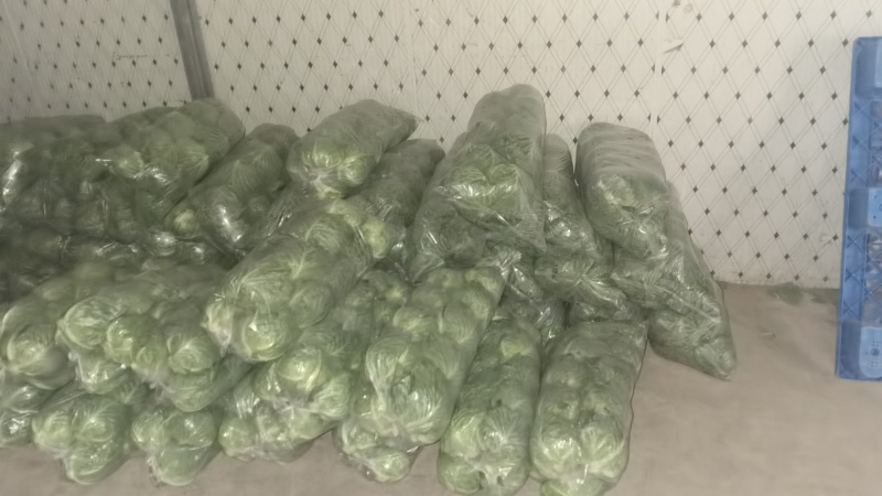 精品圆甘蓝