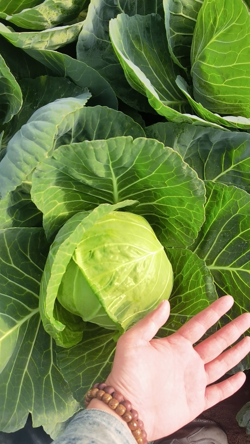 精品圆甘蓝