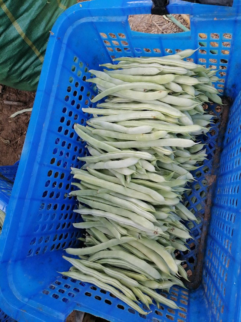 蔬菜