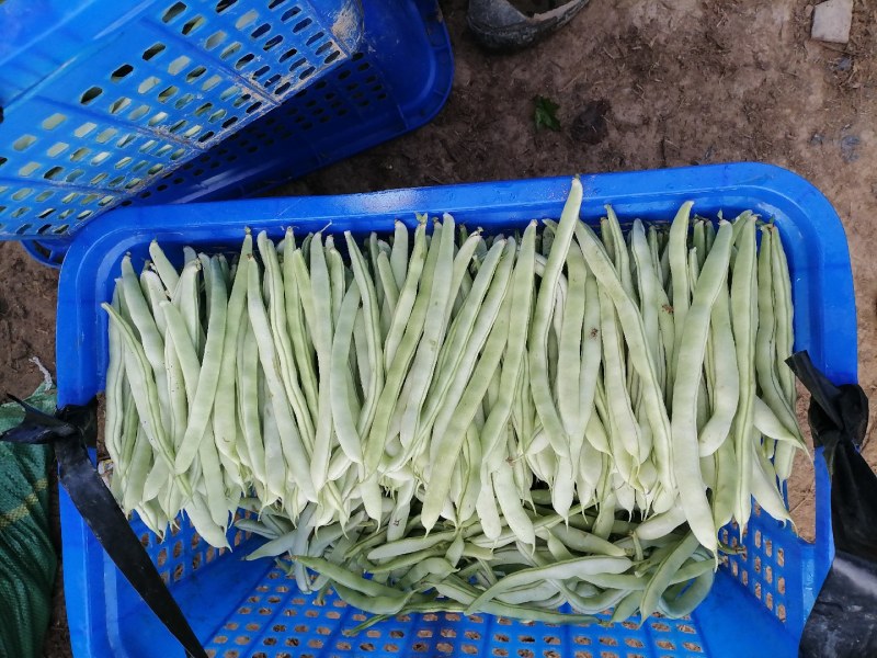 蔬菜