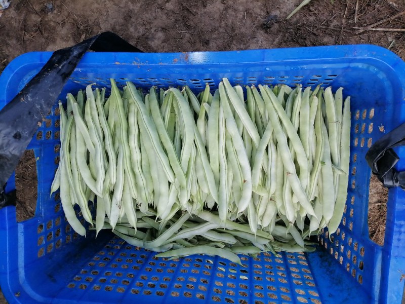 蔬菜
