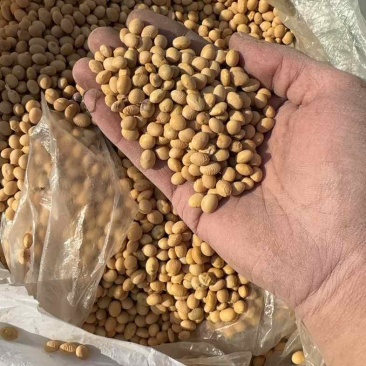 大量出售湖北冀豆，中黄，高蛋白，低水分。