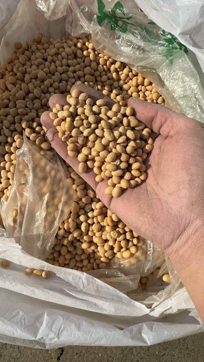 大量出售湖北冀豆，中黄，高蛋白，低水分。