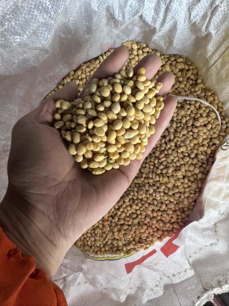 大量出售湖北冀豆，中黄，高蛋白，低水分。