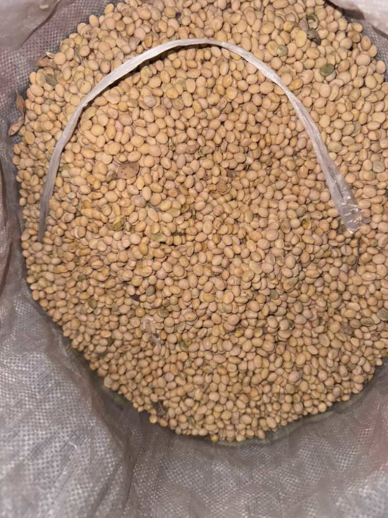 大量出售湖北冀豆，中黄，高蛋白，低水分。