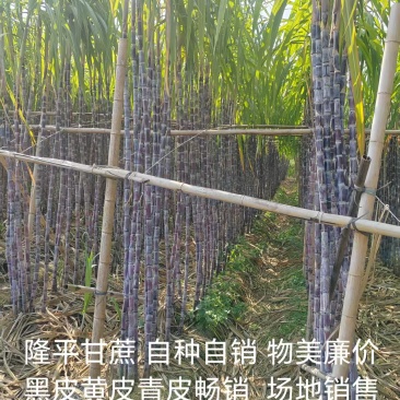青黄黑皮甘蔗上市热卖中