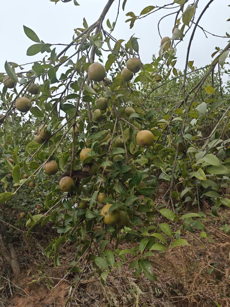 山茶油