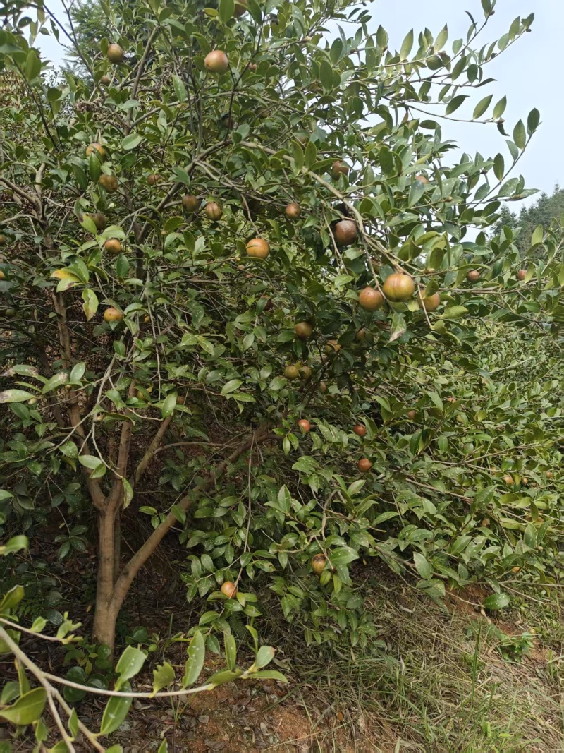 山茶油