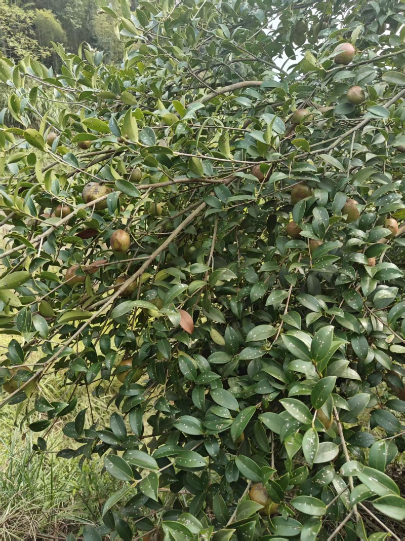 山茶油