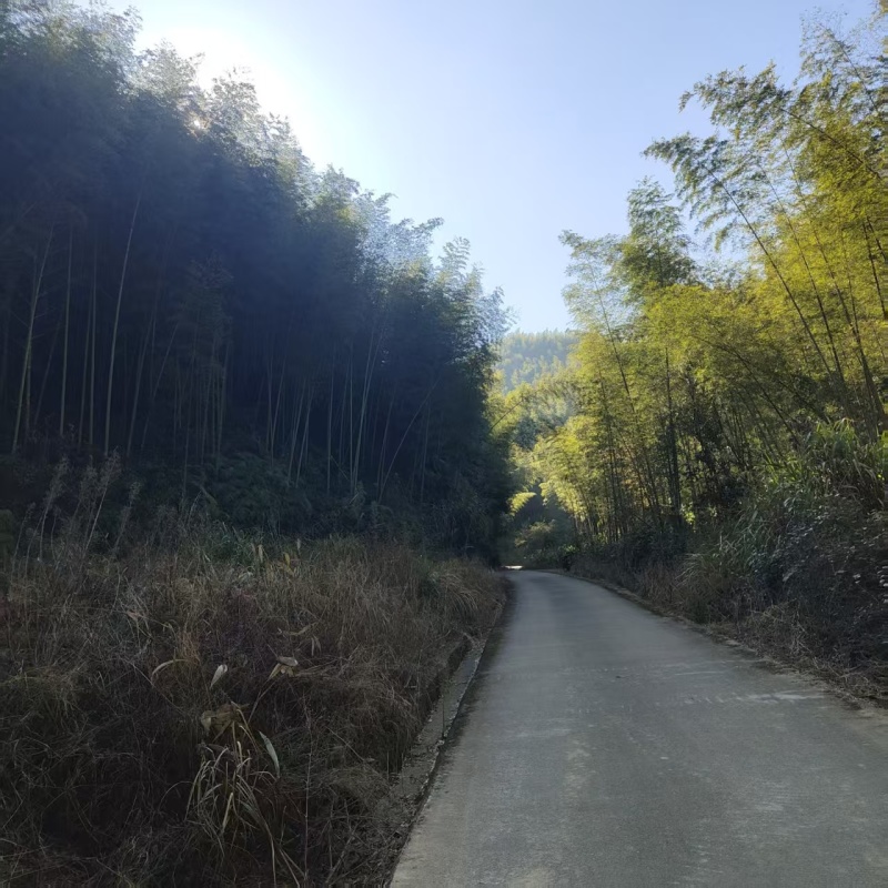 高山天然冬笋，每天12000斤以毛货，规格2两以上上