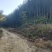 高山天然冬笋，每天12000斤以毛货，规格2两以上上