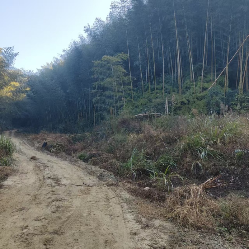 高山天然冬笋，每天12000斤以毛货，规格2两以上上