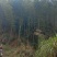 高山天然冬笋，每天12000斤以毛货，规格2两以上上