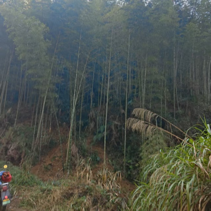 高山天然冬笋，每天12000斤以毛货，规格2两以上上