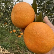 明日见电商货精品货